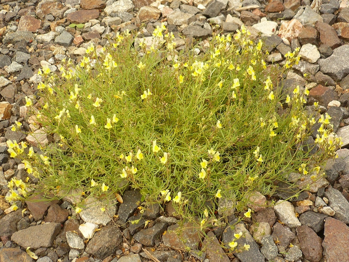 Linaria supina (Plantaginaceae)